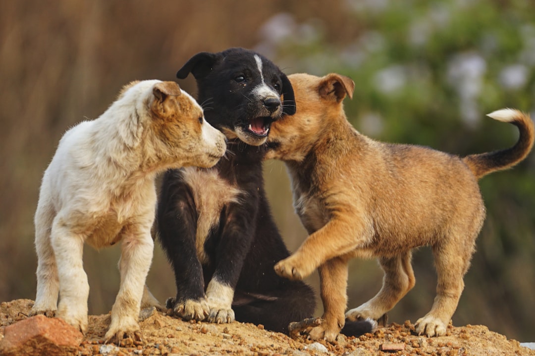Photo puppies playing