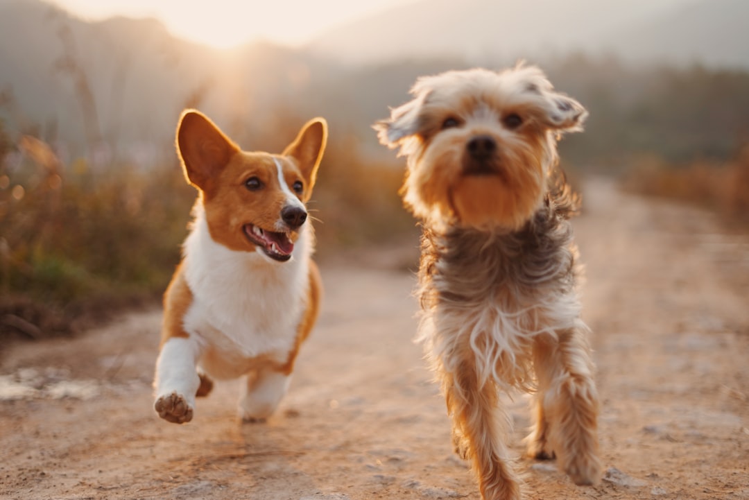 Photo dogs
