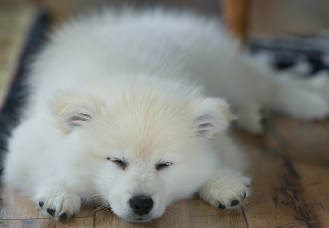 Photo dogs sleeping