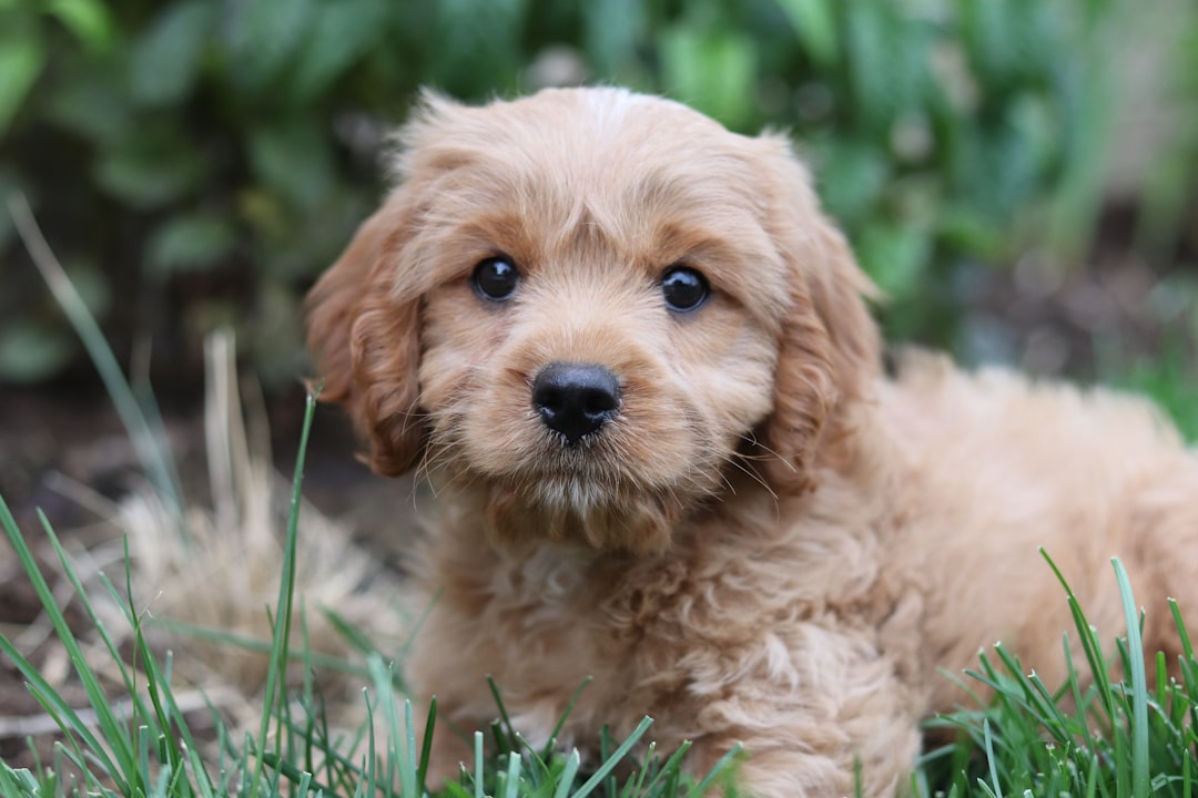 Photo puppies