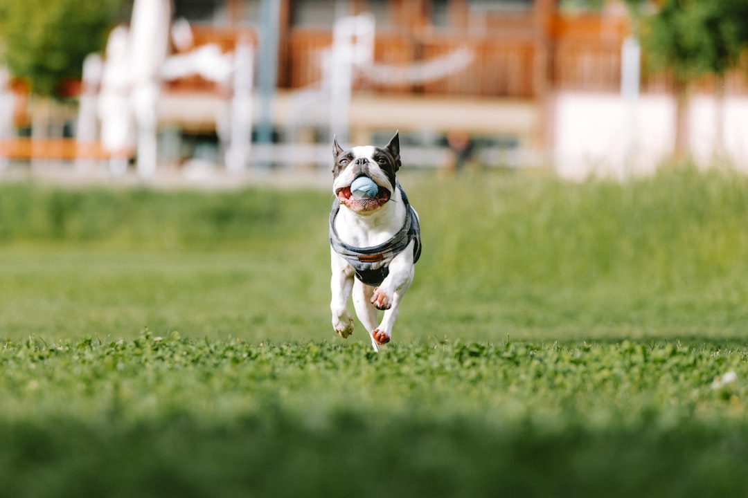 Photo puppies playing