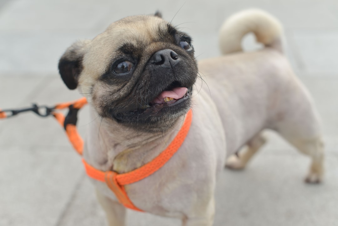 Photo Padded harness