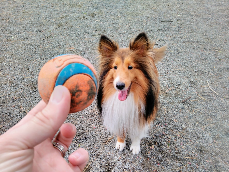 Photo dog fetching ball