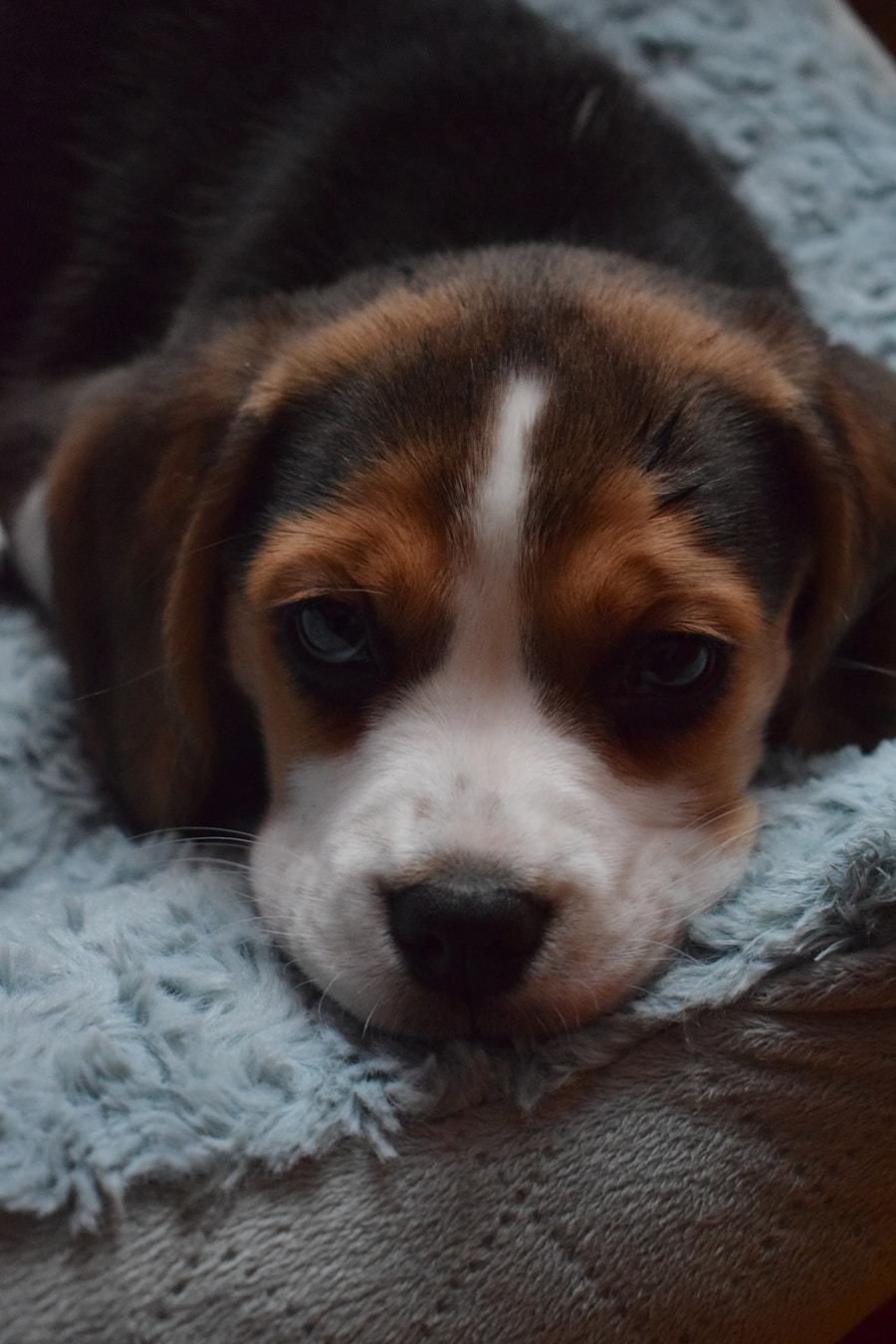 Photo beagle
