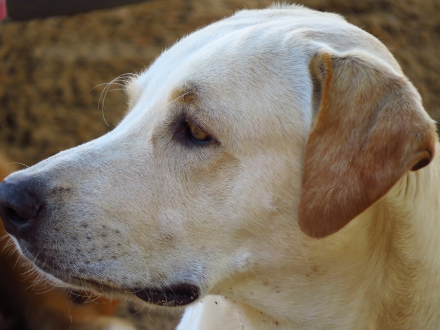 Photo labrador