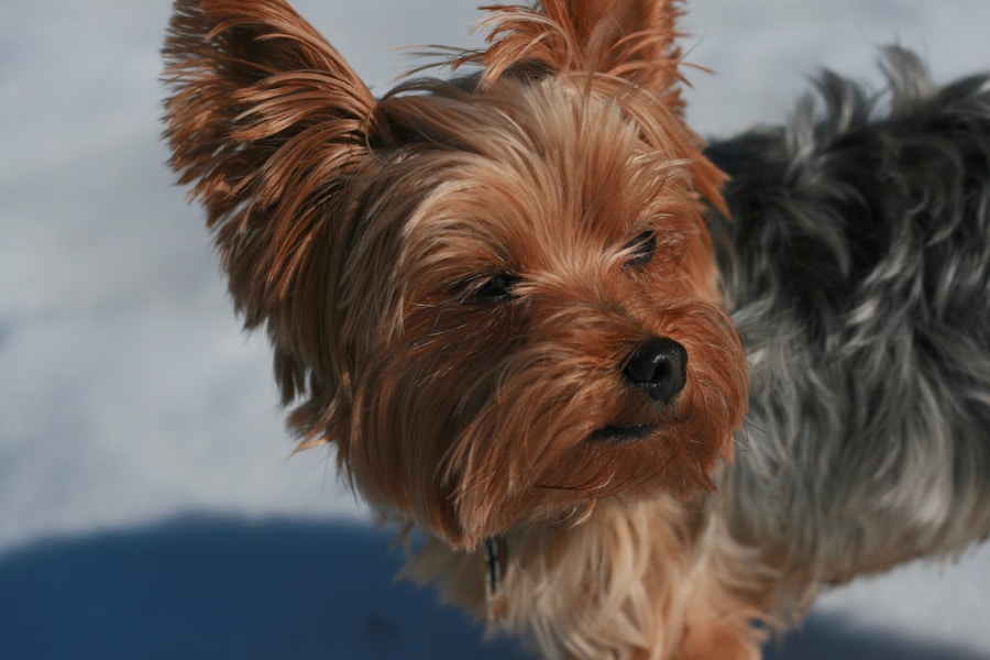 Photo yorkshire terrier