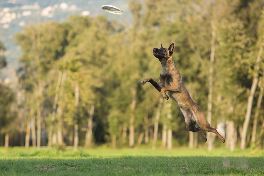 Photo Dog catching ball