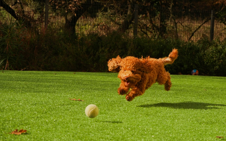 Photo dog playing ball
