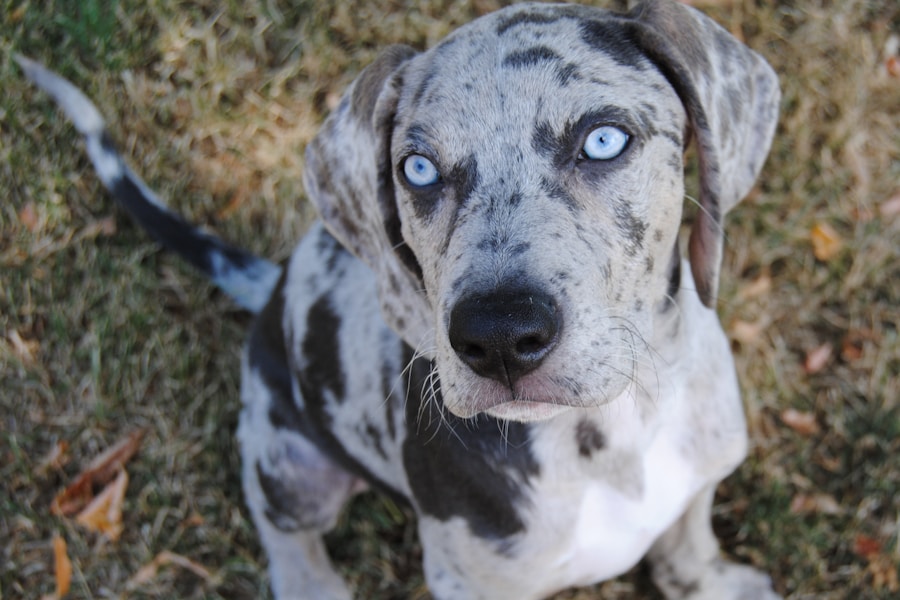 Photo Great Dane dog