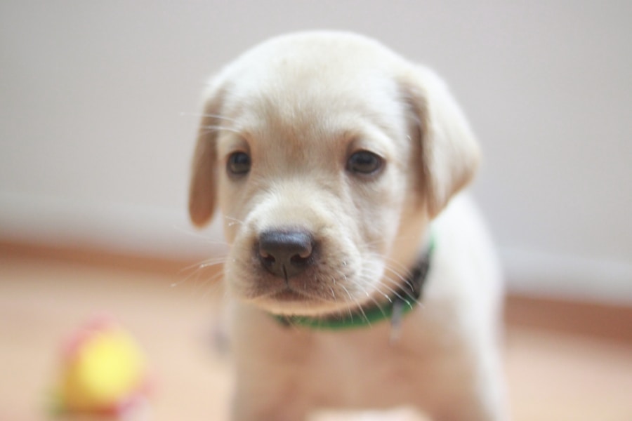 Photo Labrador puppy