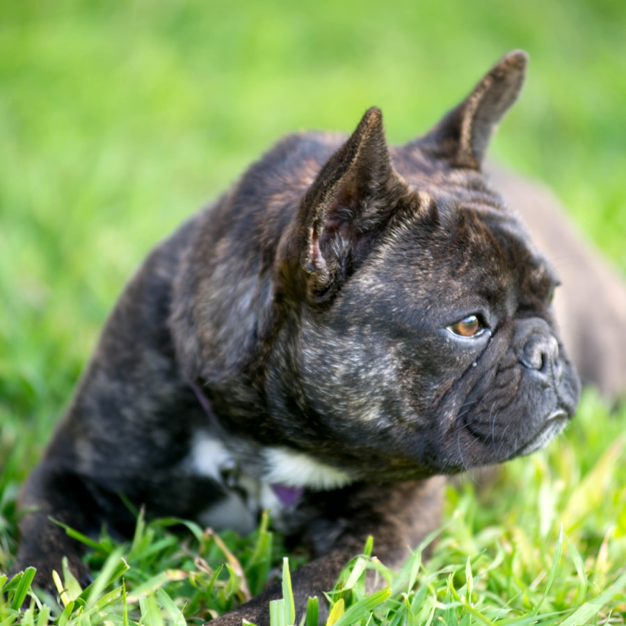Photo french bulldog